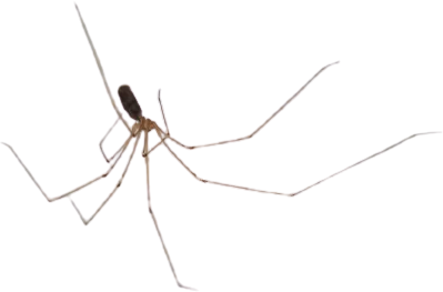 long-bodied cellar spider, Pholcus phalangioides, in the cellar and the parking garage
