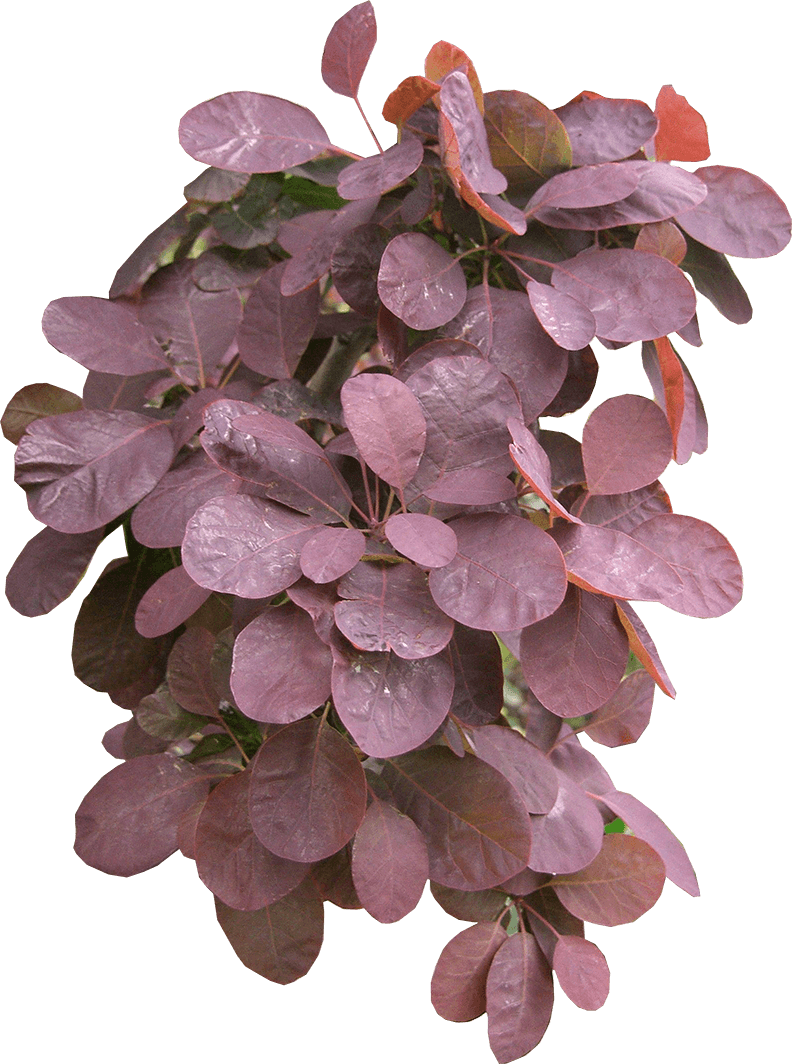 European smoketree, Cotinus coggygria, a specific plant of the 70s landscape design