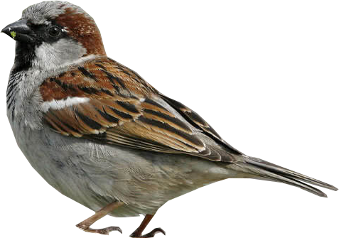 House sparrow, Passer domesticus, in the gardens, terraces and balconies