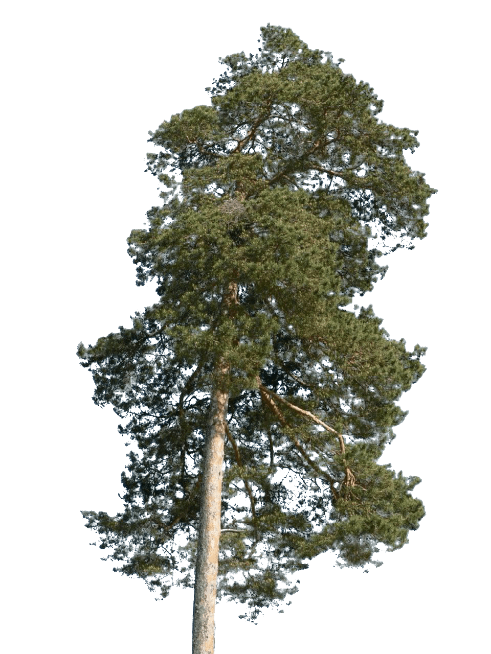 Scots pine, Pinus sylvestris, characterisitc tree of the courtyard